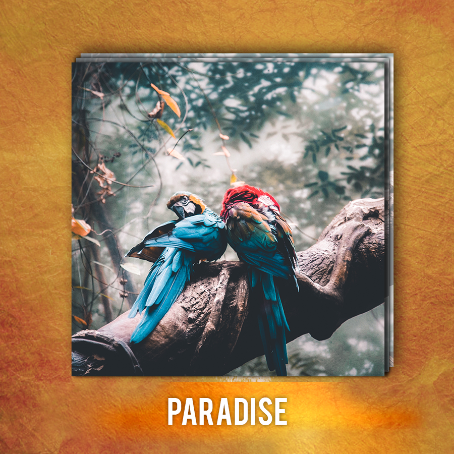 Paradise | ADOBE LIGHTROOM PRESETS PACK | Matt 'n' Seb